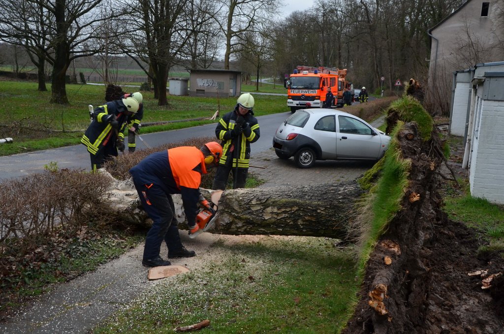 Sturm Baum PKW Koeln Muengersdorf Belvederestr P15.JPG - Miklos Laubert